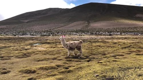 Lonely llama walking through a valley in Bolivia. Lama grazing in its natural habitat. Llama solitar