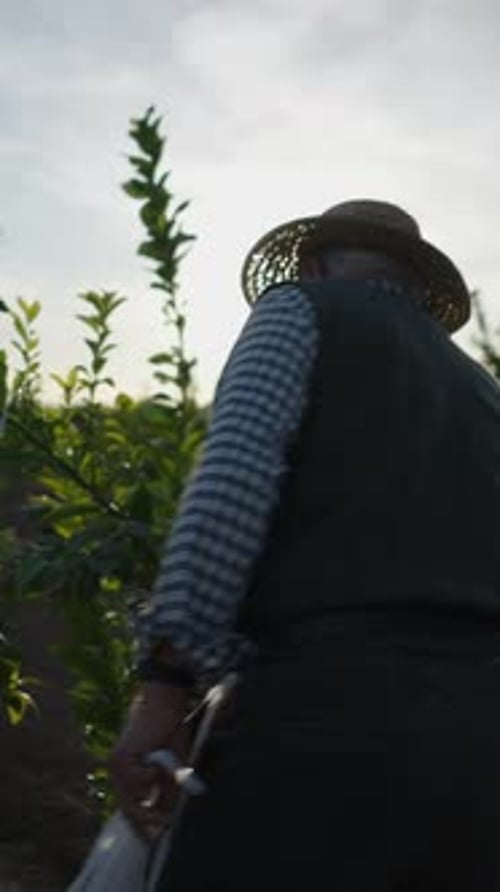 Fazendeiro cuida da foto retroiluminada da laranjeira