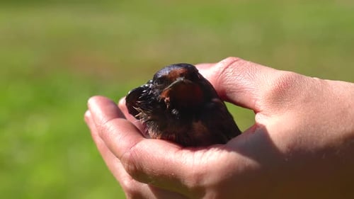 Hands Holding a Fledgling Barn Swallow