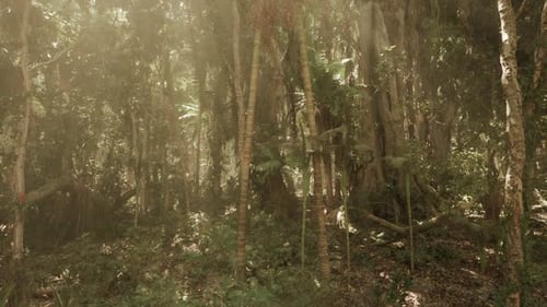 Exploring the Dense Misty Jungle Landscape of China During the Early Morning