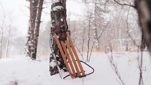 Vintage Wooden Sled Supported By Spruce in Snowy Winter Forest Festive Christmas Snowy Background