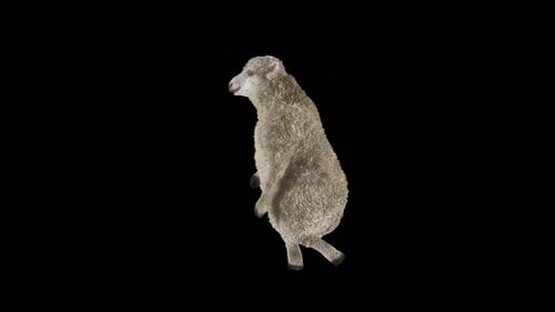 Bipedal Dancing Sheep with Alpha Channel Loop Animation