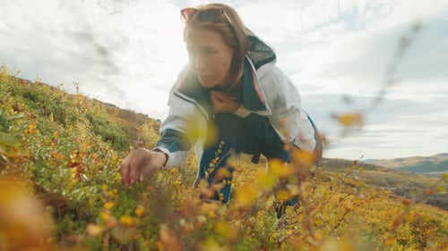 Woman Harvesting Blueberries in the Mountain Russia Teriberka