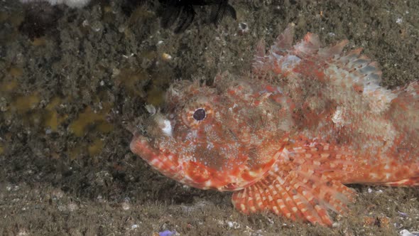 Deep sea colorful fish species resting on a the bottom of the ocean lit ...