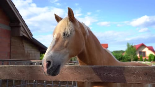 Majestätisches Pferd genießt einen sonnigen Tag auf dem Bauernhof