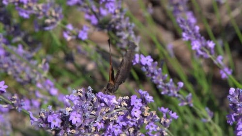 Lila Lavendelblüten, Blumen auf dem Feld, Natur, Hintergrund, Wachsen Sie eine duftende Pflanze im Garten