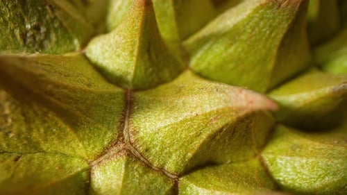 Une photo macro des épines de durian met en valeur leur tranchant.