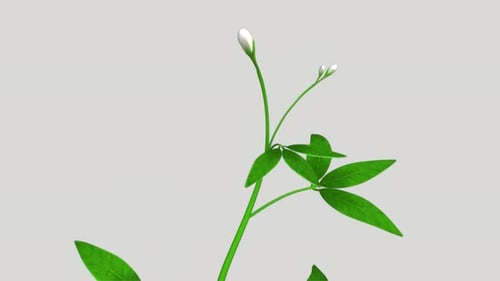 Schöne weiße Jasminblüte, die auf grünem Stiel blüht
