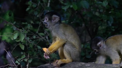 Adorable Squirrel monkey is eating with his friends and is looking around. Looks funny Close up shot