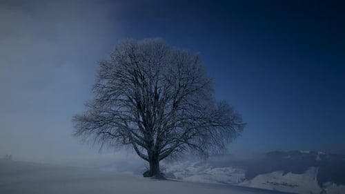 Sun Light Shining Through Tree in Winter Nature Season Scenery