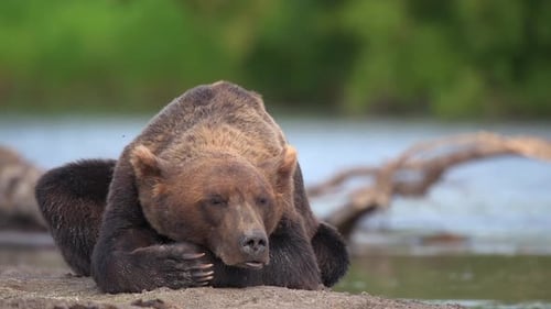Brown Bear scouting for Salmon fish in a river stream at Kamchatka, Russian federation