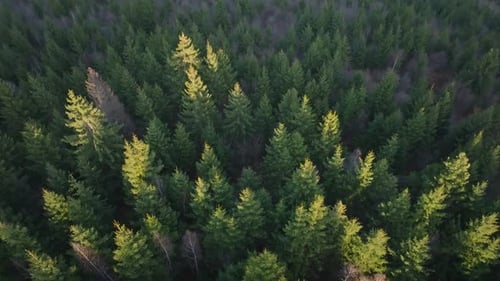 A dense forest with green and yellow trees during daytime, aerial view