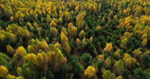 Autumn Forest on a Sunny Day Aerial View