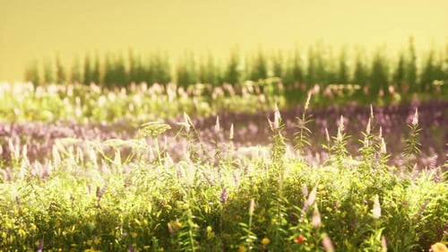 Field with Flowers During Summer Sundown