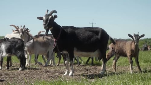 Ziegen verschiedener Rassen weiden frei auf einer eingezäunten ländlichen Weide auf einer Ziegenfarm.