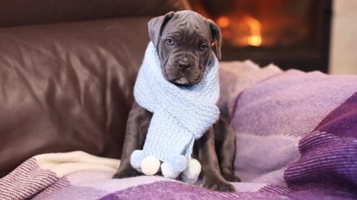 Cute Puppy Wearing Blue Scarf Sitting near Fireplace