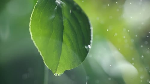 Slow Motion Macro Shot of Water Droplet Falling From Fresh Green Leaf Alternative Herb Skin Care