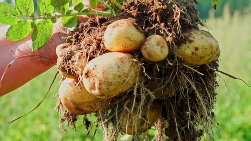 Freshly Harvested Potatoes with Soil and Roots