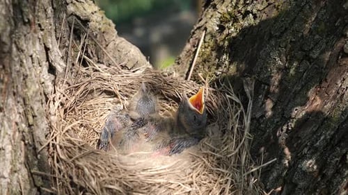 P53. Newborn blackbird chicks sitting in the nest open their beaks wide in search of food. Natural s