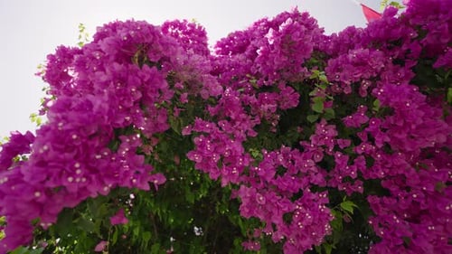 Flores de buganvílias cobrindo uma parede que se move levemente com o vento