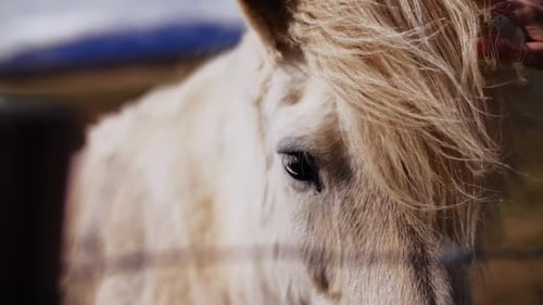 Caballo islandés blanco con melena esponjosa