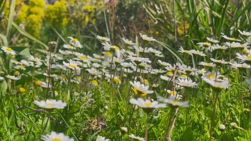 Gänseblümchenblüten an einem Frühlingstag bei leichtem Wind mit Bienen