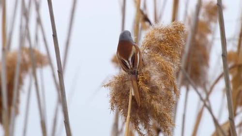 Bearded Reedling