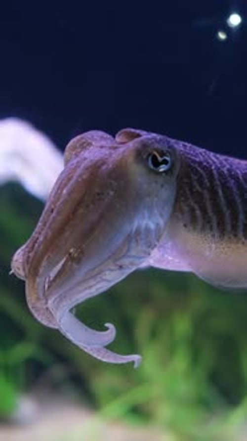 The Common European Cuttlefish Sepia Officinalis Underwater