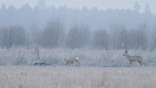 European roe deer flock eating on rape raps field in evening dusk