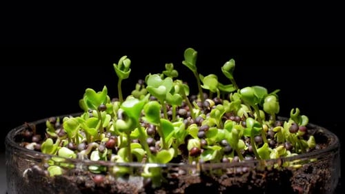 Close-up of a small green seedling growing out of petri dish, symbol of new life and growth.