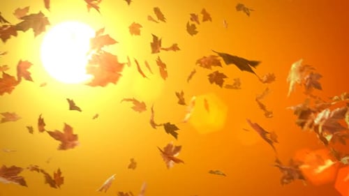 Golden Autumn Maple Leaves Falling in Warm Sunlight