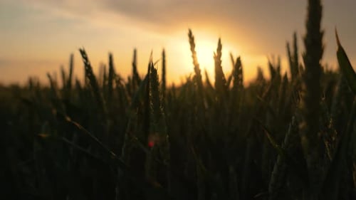 Agricultural Nature with Farming Wheat Field at Sunset Green Rye Ears Gently Swaying in Wind Close