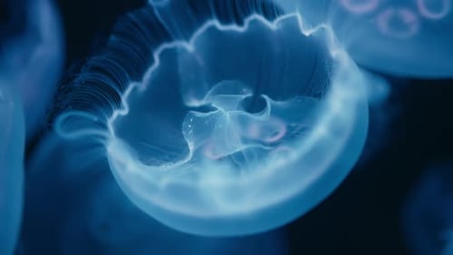 Glowing Jellyfish Swimming in Dark Water