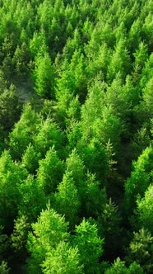 Vertical Screen Coniferous Summer Forest Nature in Iceland Scenic Landscape Aerial View Drone Fly