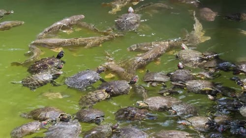 Tortugas animales en el agua del lago 14