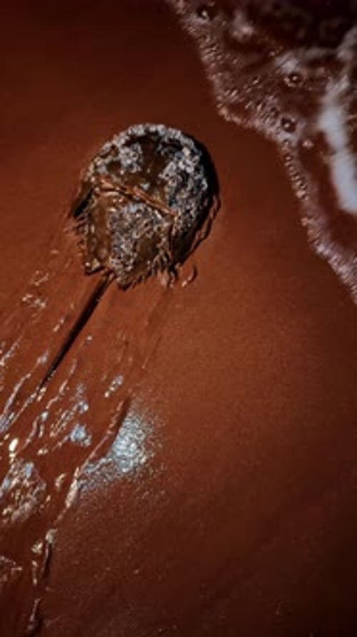 Un gros crabe fer à cheval se dirige vers l'eau. Arthropode marin ancien sur le rivage sablonneux la nuit.