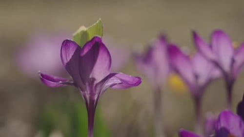 Yellow Butterfly inspiziert lila Krokusblüten auf der Wiese