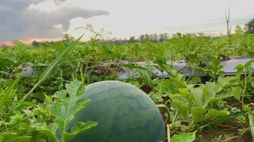 fresh young watermelon fruit on the farm