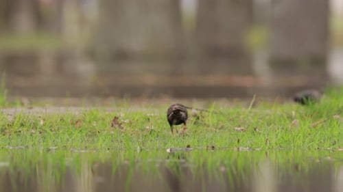 Wild Forest Bird Common Starling Looking for Worms In Spring Day Wildlife Birds are Feeding