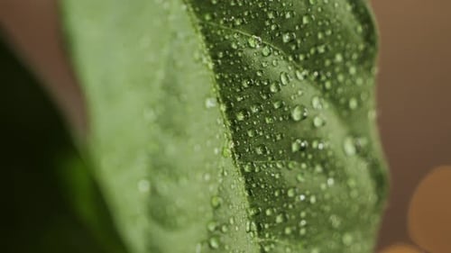 Close up of water drop drips on wet green leaf fresh water drops on leaves.
