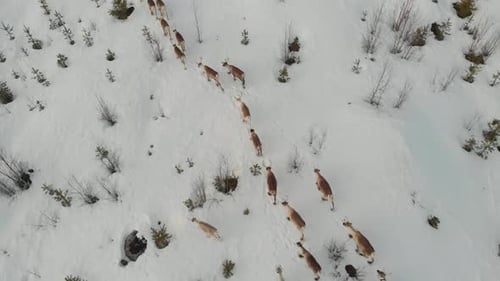 Reindeer Herd Moving Through Snowy Winter Landscape