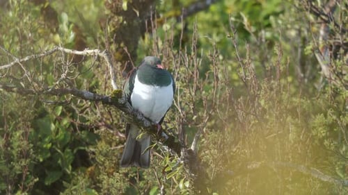 Paloma torcaz solitaria de Kereru sentada en la rama de un árbol en la playa de Neils en Nueva Zelanda. - tiro estático