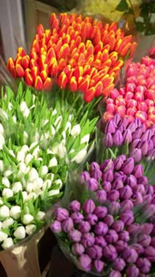 Colorful Bouquets of Colorful Tulips in a Flower Shop Spring Flowers Concept
