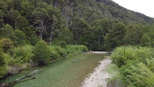 Forest by the river