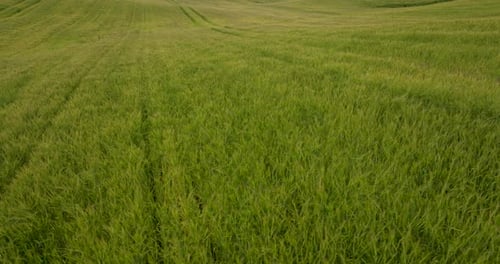 Rows Of Wheat Grass Field In Vast Rural Agricultural Land. Aerial Drone Shot