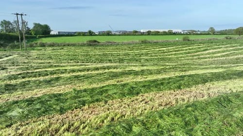 Herbe coupée sur une ferme laissée à flétrir, prête pour l'ensilage du bétail