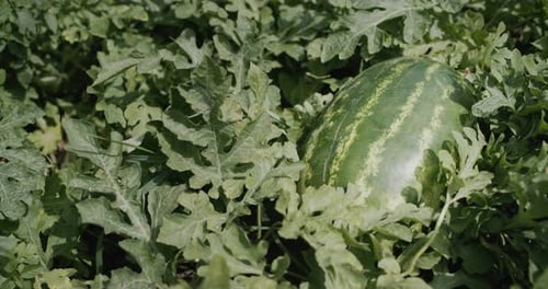 Ripe Watermelon Growing Amongst the Green Leaves