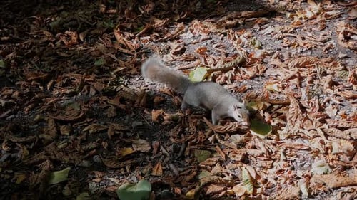 Squirrel Foraging on Autumn Leaves