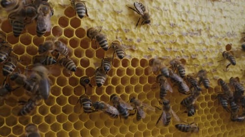 Bees Swarming in Honeycomb Super Macro Footage Insects Working Beehive Honey