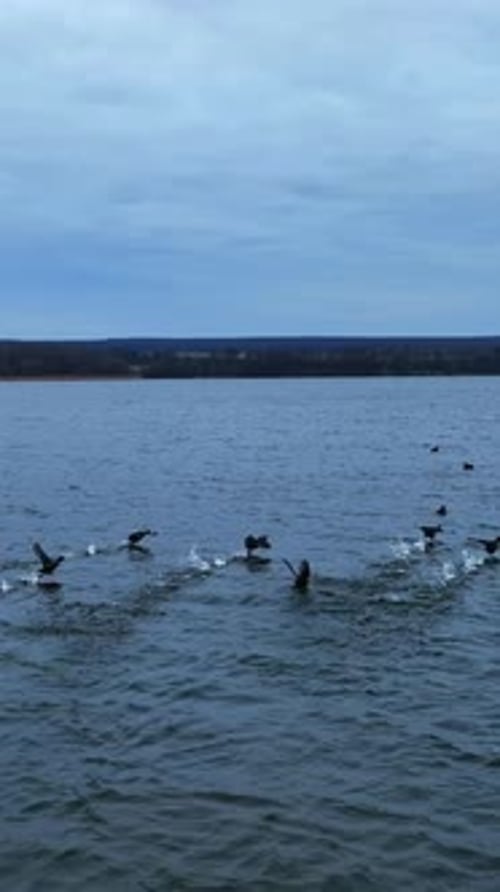 Black river ducks taking off water and flying very low over it.